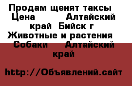 Продам щенят таксы › Цена ­ 500 - Алтайский край, Бийск г. Животные и растения » Собаки   . Алтайский край